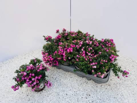 <h4>GAULTH MUCRONATA</h4>