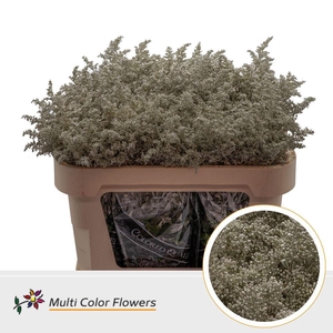 Solidago   ...colored  H%