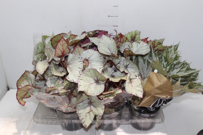 <h4>BEGONIA BELEAF P15 PO</h4>