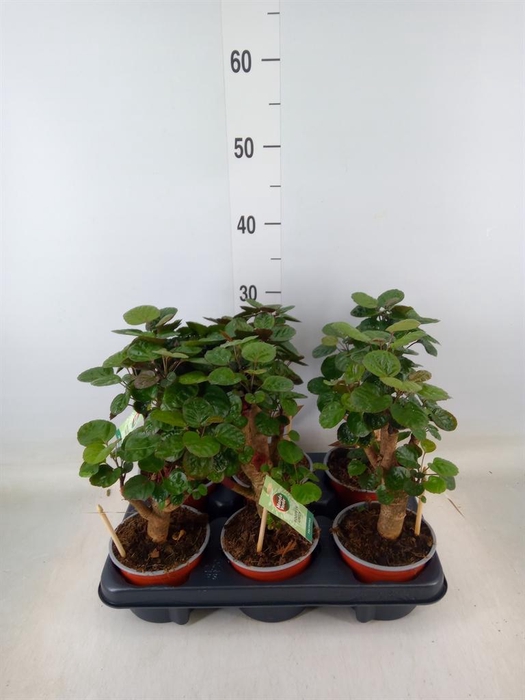 <h4>Polyscias scutellaria 'Fabian'</h4>