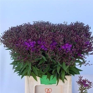 Vernonia Crinita