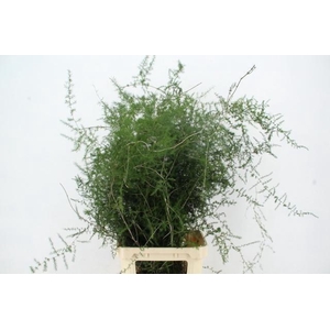 ASP ACUTIFOLIUS