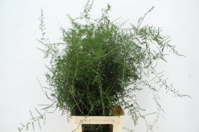 <h4>ASP ACUTIFOLIUS</h4>