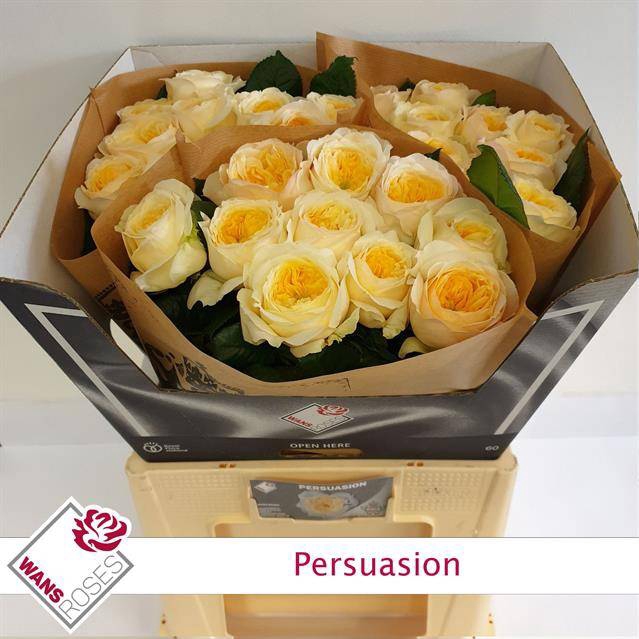 Rosa Garden Persuasion