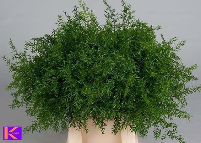 <h4>Asp Dens Cwebe 50 Cm</h4>