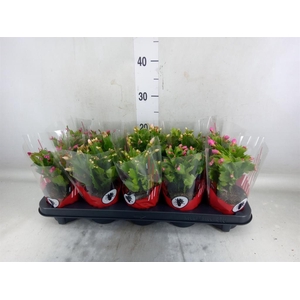 Schlumbergera   ...