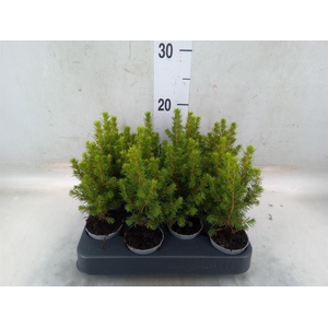 Picea glauca 'Conica'