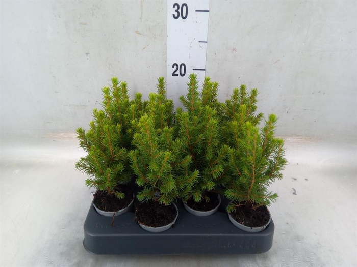 <h4>Picea glauca 'Conica'</h4>