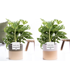 Monstera Adansonii in P&PURE Tess 2 ceramics ass.3