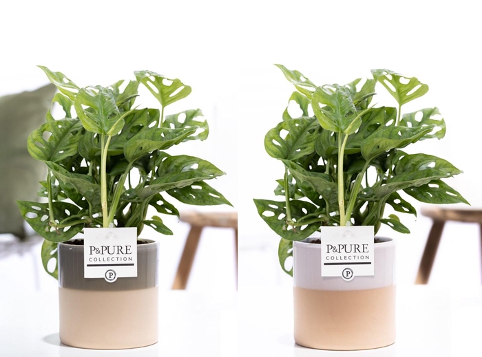 <h4>Monstera Adansonii in P&PURE Tess 2 ceramics ass.3</h4>