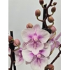 Phalaenopsis overig