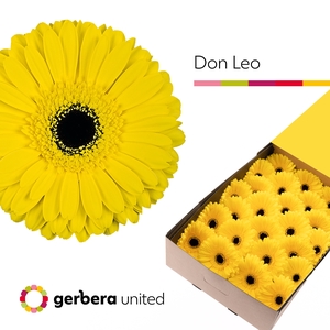 Gerbera Don Leo Doos