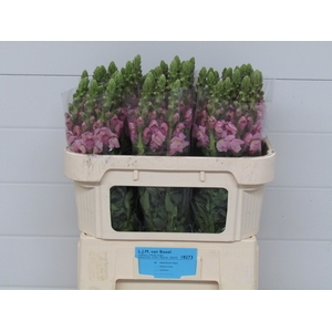 Antirrhinum Lavender