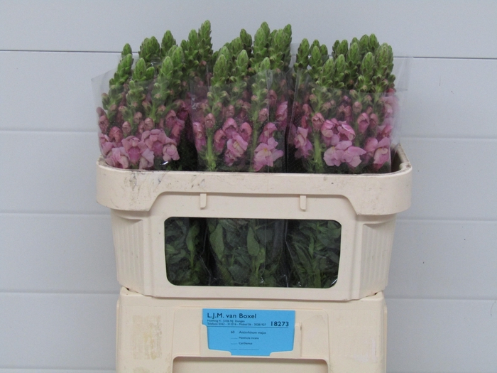 <h4>Antirrhinum Lavender</h4>