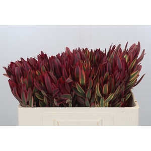 Leucadendron Jester