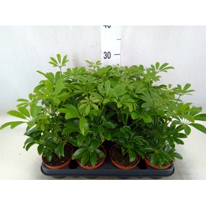 Schefflera arbor. 'Luseana'