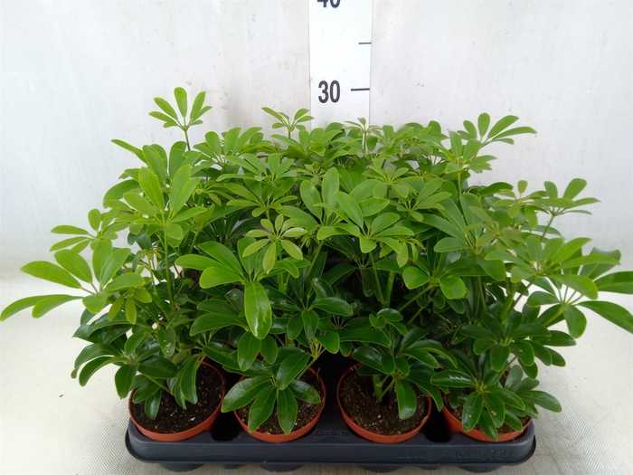 <h4>Schefflera arbor. 'Luseana'</h4>