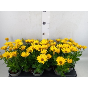 Osteospermum  'Senorita Solana'