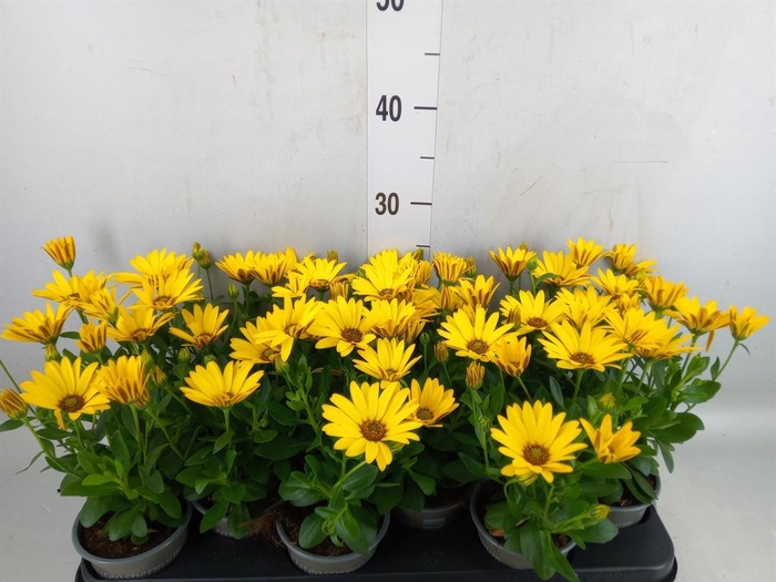 <h4>Osteospermum  'Senorita Solana'</h4>