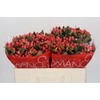 Hypericum Sweet Romance