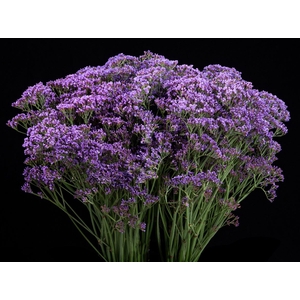 Limonium Enchante