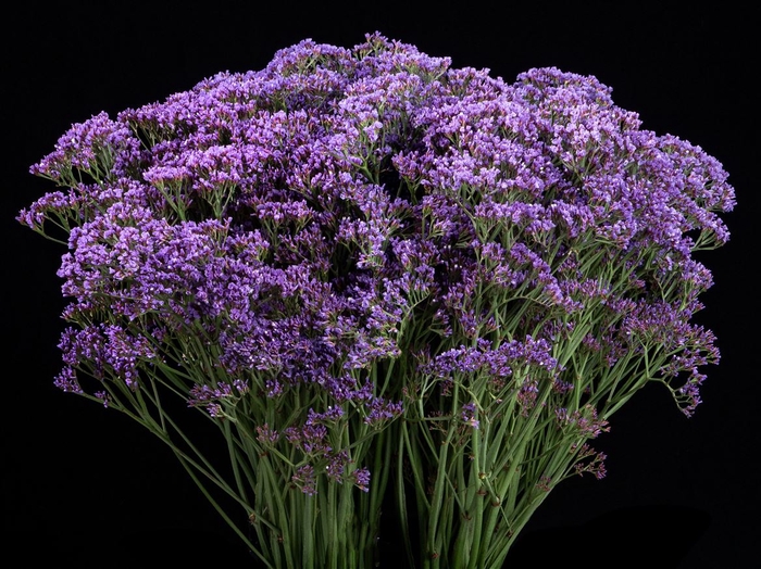 <h4>Limonium Enchante</h4>