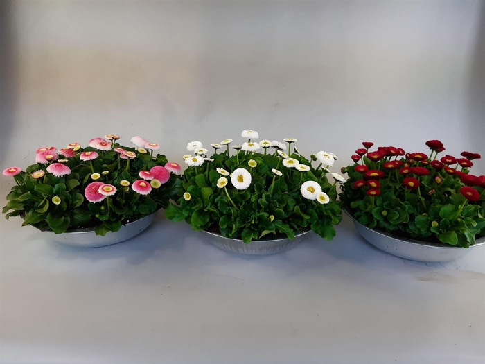 <h4>Bellis   ...</h4>