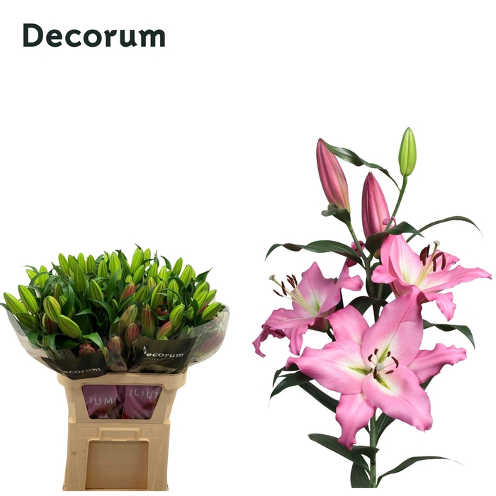 <h4>LI ALBARETO 4 knop</h4>