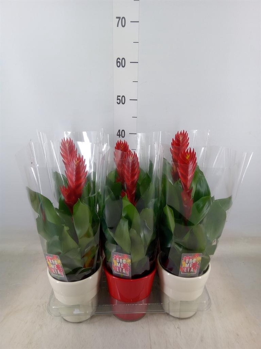 <h4>Vriesea  'Style'</h4>