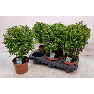 MYRTUS COM
