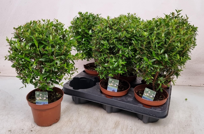 <h4>MYRTUS COM</h4>