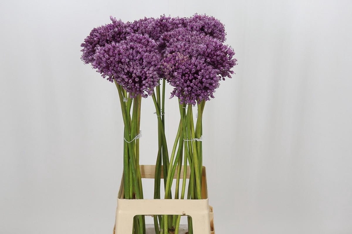 <h4>Allium Jasmine</h4>