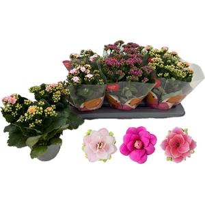 KALAN CALAN MIX QUEEN P13