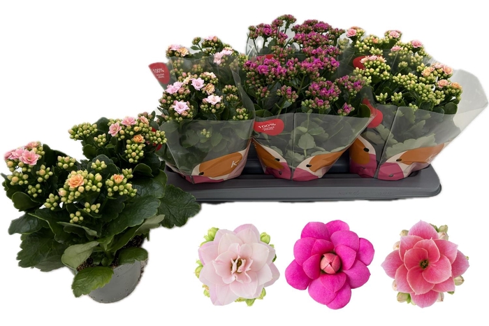 <h4>KALAN CALAN MIX QUEEN P13</h4>