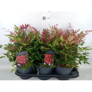 Nandina domestica 'Obsessed'