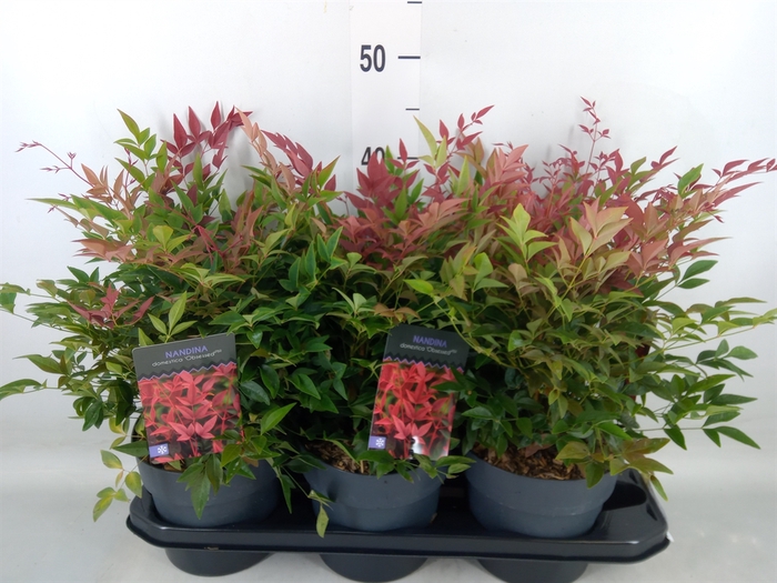 <h4>Nandina domestica 'Obsessed'</h4>