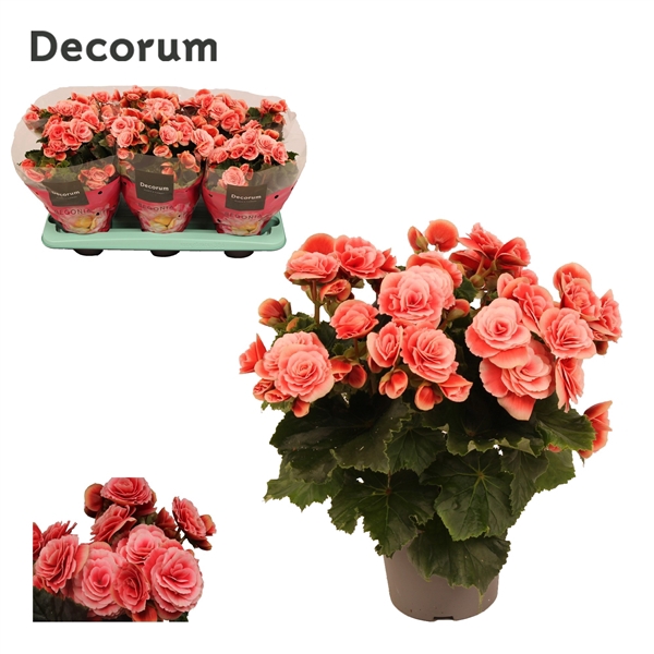 <h4>Begonia ''borias'' 13 cm Decorum</h4>