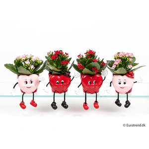 KALANCHOE BLOSSFELDIANA 'MINI'