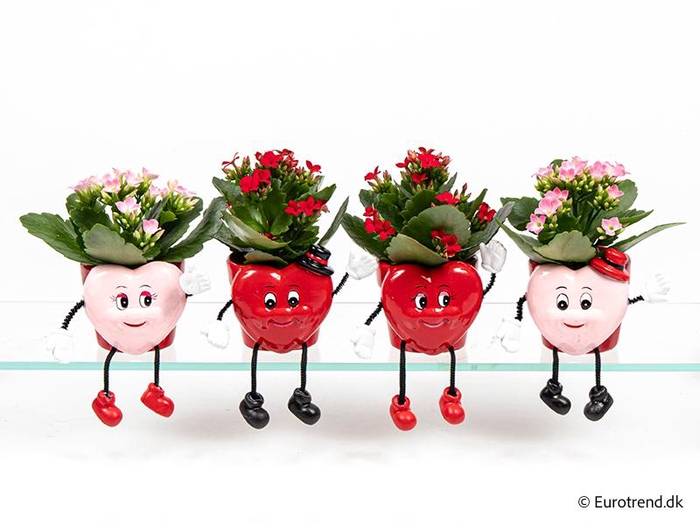 <h4>KALANCHOE BLOSSFELDIANA 'MINI'</h4>