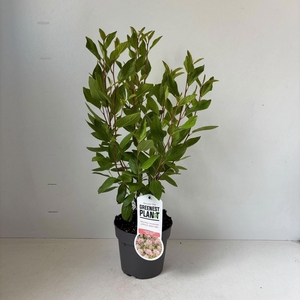 Ceanothus x pallidus Marie Simon