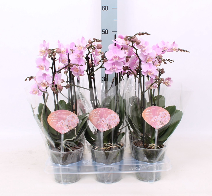 <h4>Phalaenopsis multi.   ...rose</h4>