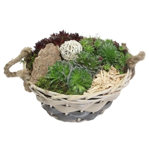 4087 PIONI GRIJS WIT SEMP