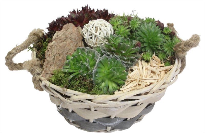 <h4>4087 PIONI GRIJS WIT SEMP</h4>