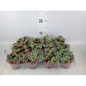 Tradescantia  'Zebra'
