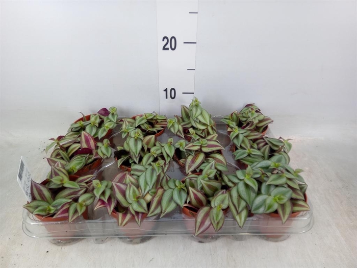 <h4>Tradescantia  'Zebra'</h4>