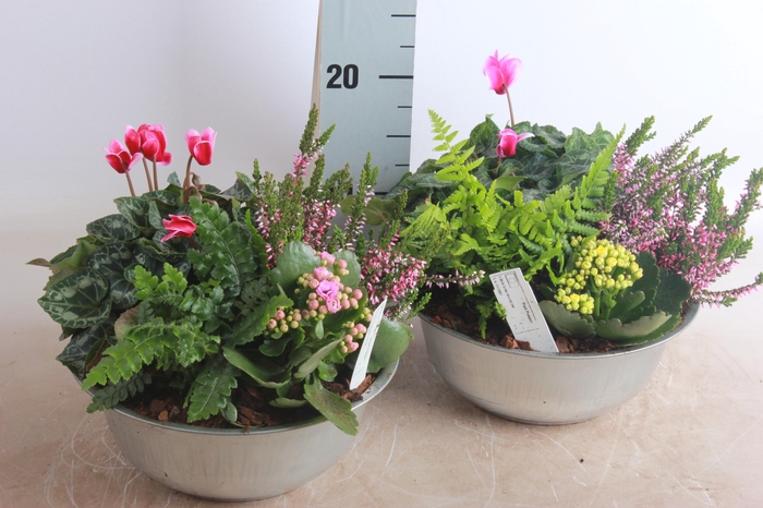 <h4>ARR TUINPLANTEN</h4>