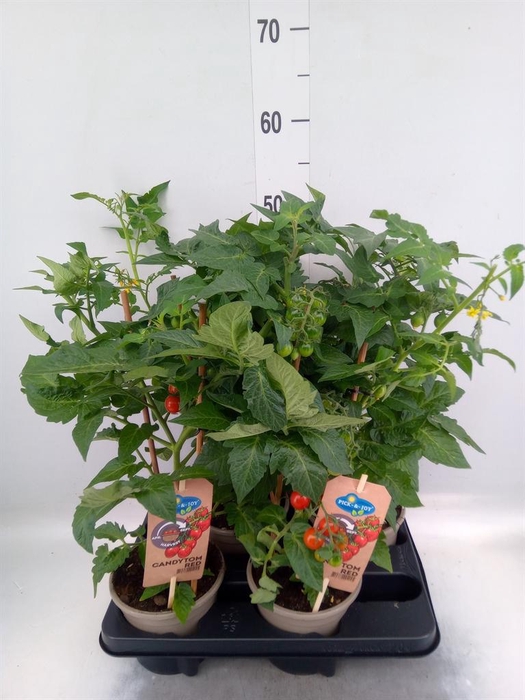 <h4>Solanum lycopersicum   ...</h4>