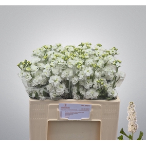 MATTH STOX WHITE