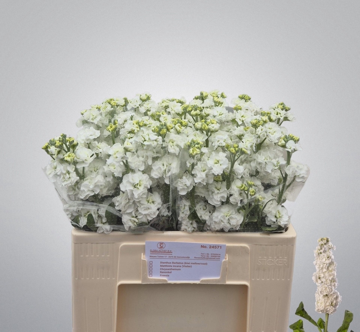 <h4>MATTH STOX WHITE</h4>