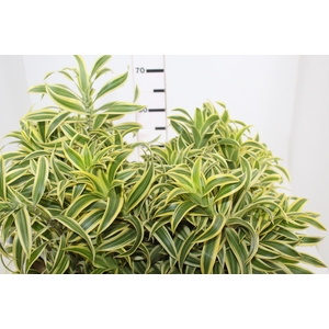 FOLHAGEM DRACENA PLEOMELE VARIEGATA